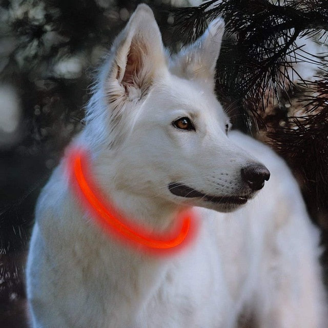 Collier à LED rechargable