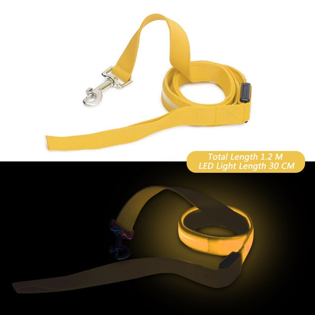 Laisse lumineuse