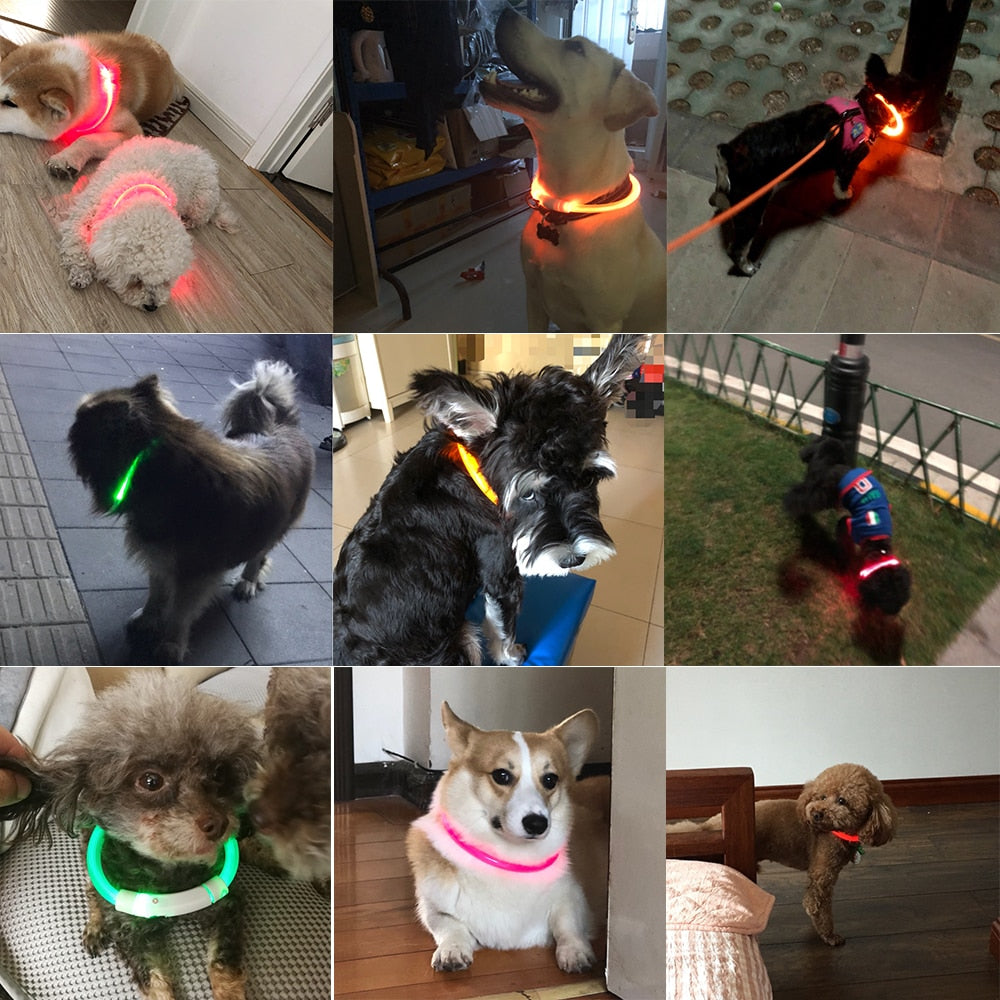 Collier de chien lumineux rechargeable et ajustable